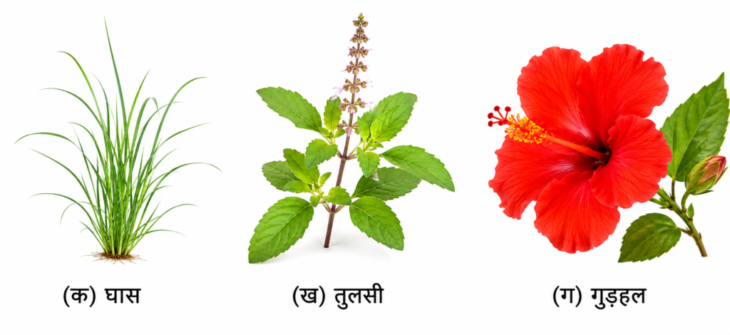 NCERT Notes Class 6 science Chapter 2: Diversity in the Living World