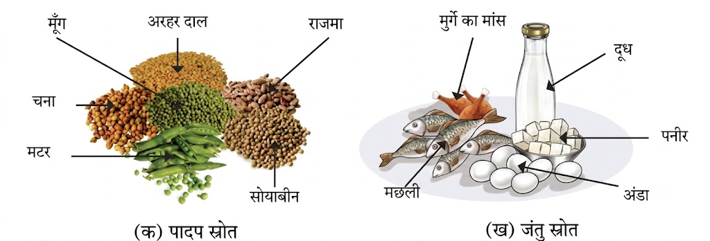  NCERT Notes Class 6 science Chapter 3: Mindful Eating: A Path to a Healthy Body