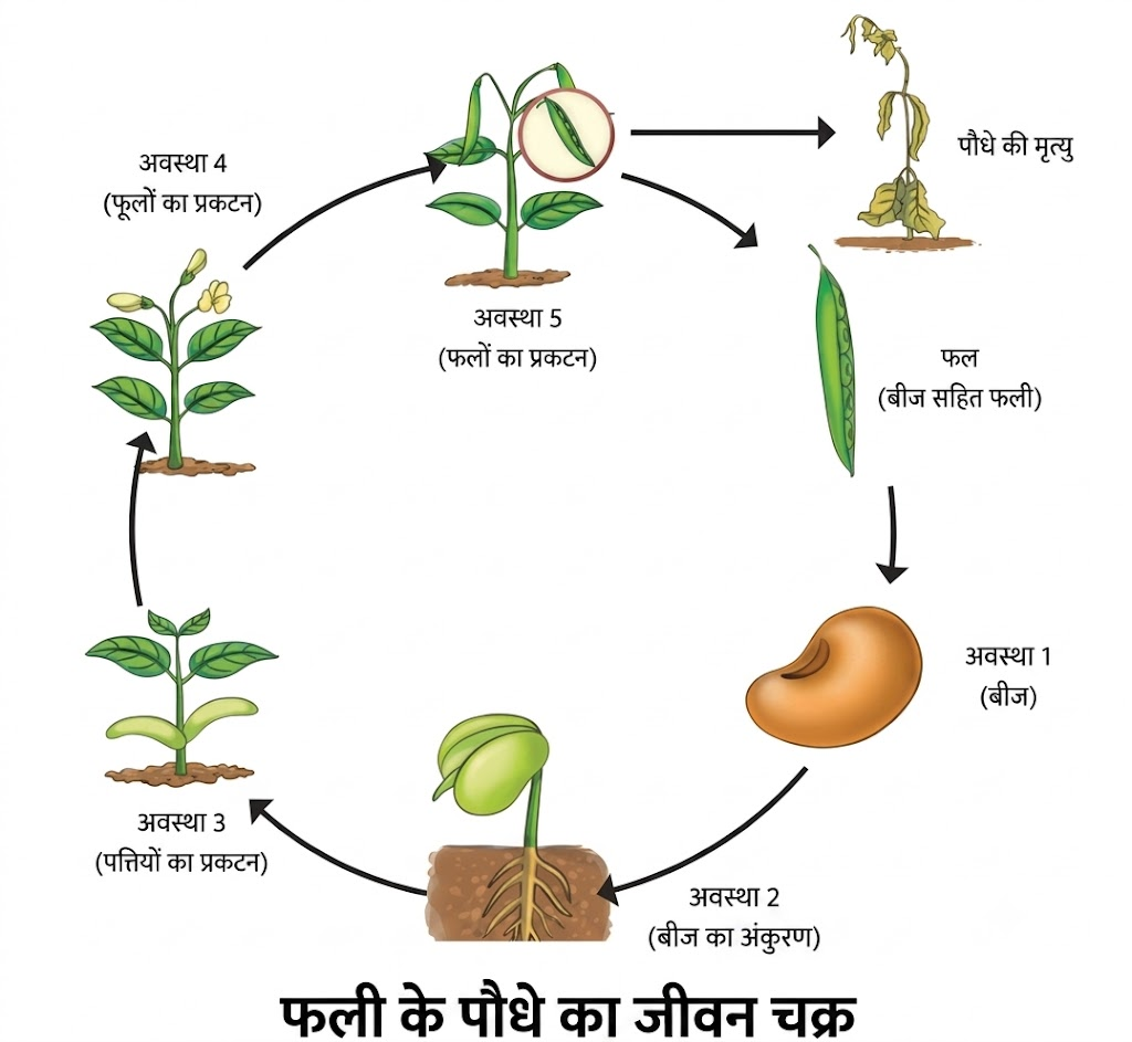 NCERT Notes Class 6 science Chapter 10: Living Creatures: Exploring their Characteristics