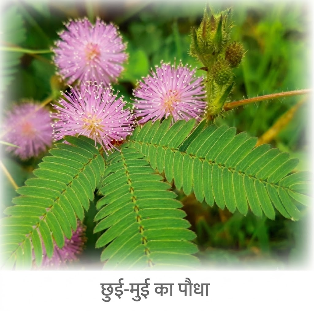 NCERT Notes Class 6 science Chapter 10: Living Creatures: Exploring their Characteristics