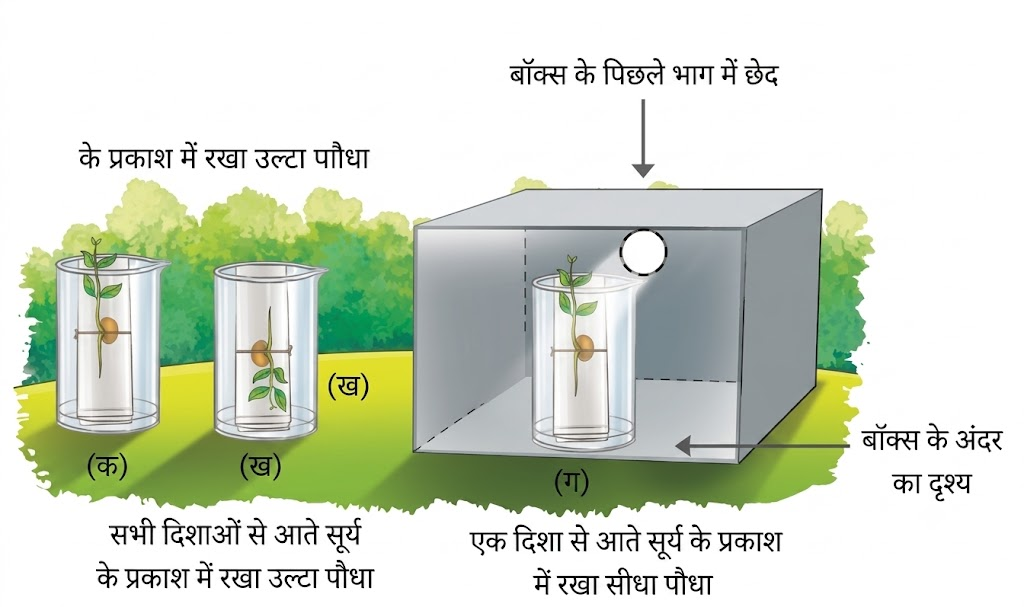 NCERT Notes Class 6 science Chapter 10: Living Creatures: Exploring their Characteristics