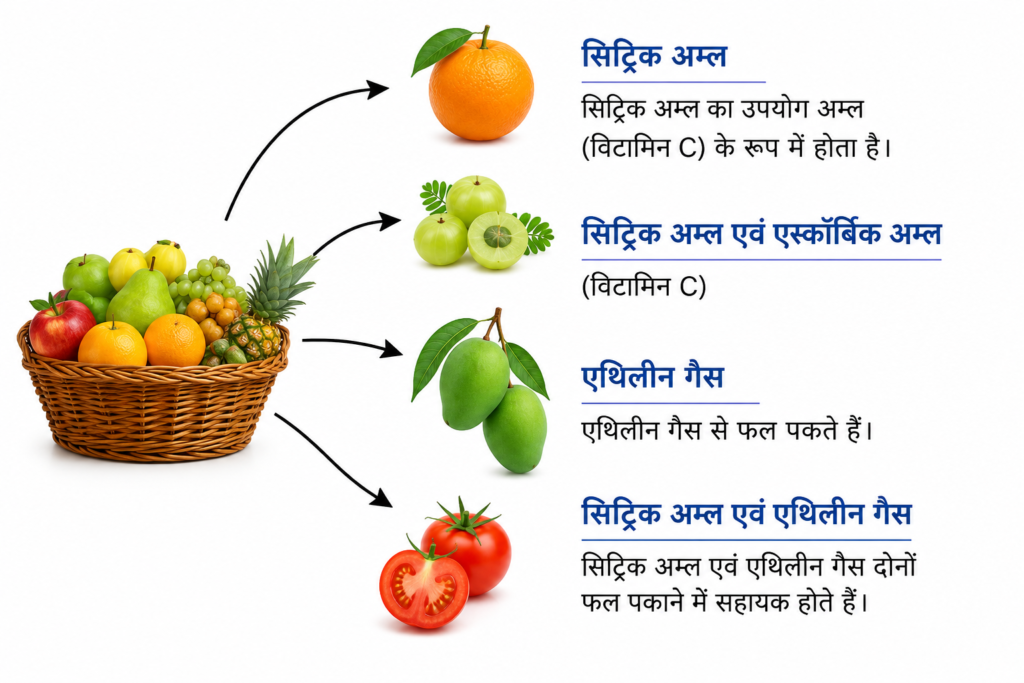 NCERT Notes Class 7 Science Chapter 2: Exploring Substances: Acidic, Basic, and Neutral