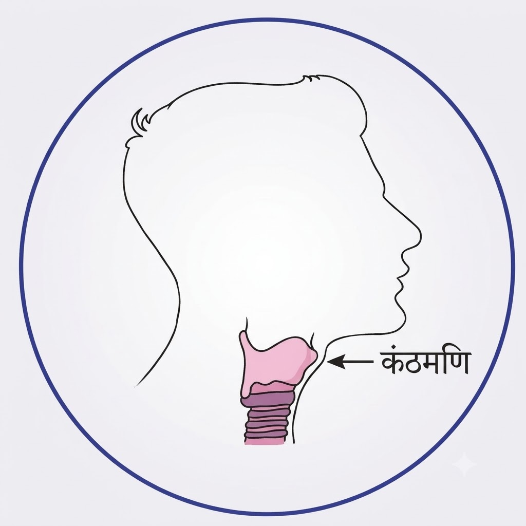 NCERT Notes Class 7 Science Chapter 6: Adolescence: A Stage of Growth and Change