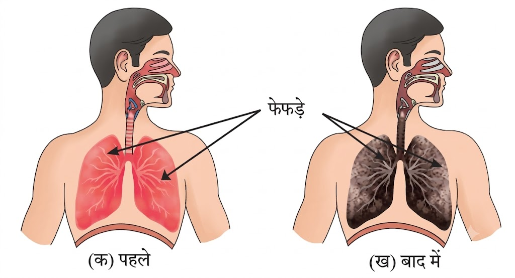 NCERT Notes Class 7 Science Chapter 6: Adolescence: A Stage of Growth and Change